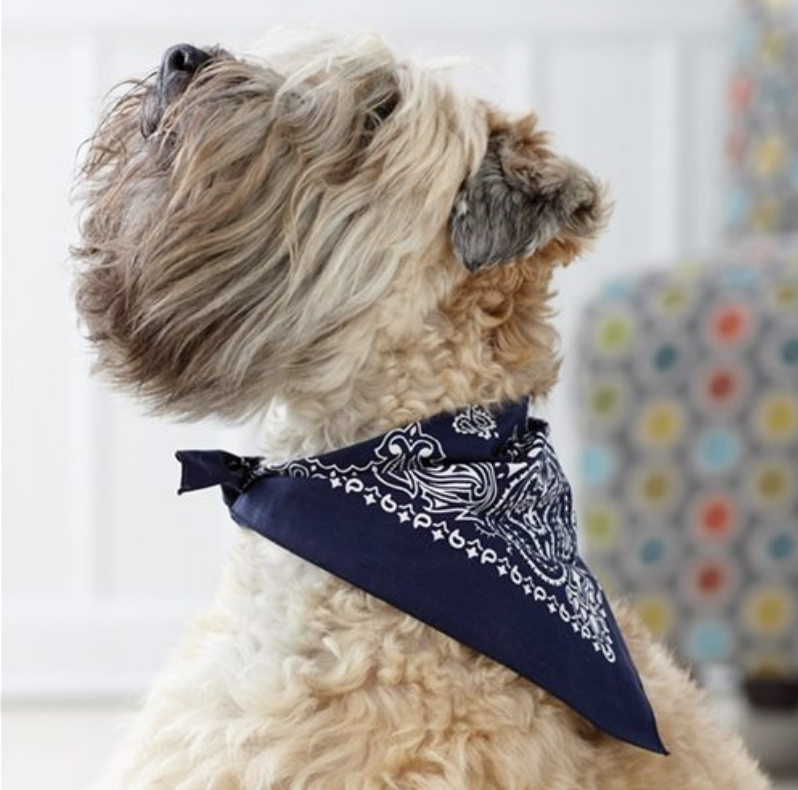 Dog | Pet Apparel