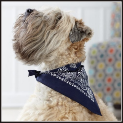 Dog | Pet Apparel